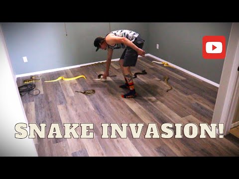Snake Invasion!!! Prehistoric