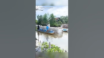 Cách vận chuyển ống cống bê tông trên sông ở Miền Tây #shorts