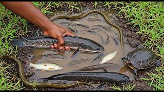 Memancing Belut, Penyu, Ikan Gabus, dan Ikan Tiga Jari dengan Tangan Kosong di Lubang Lumpur