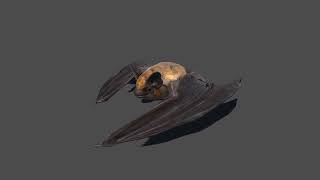 Common Pipistrelle Bat Unity