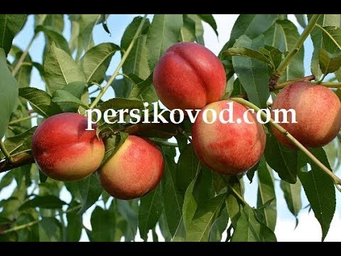 Нектарин Сноу Квин
