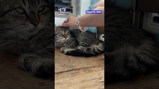 Bay County cat Gizmo fights for life after FIP diagnosis