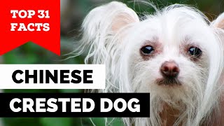 99% of Chinese Crested Dog Owners Don't Know This