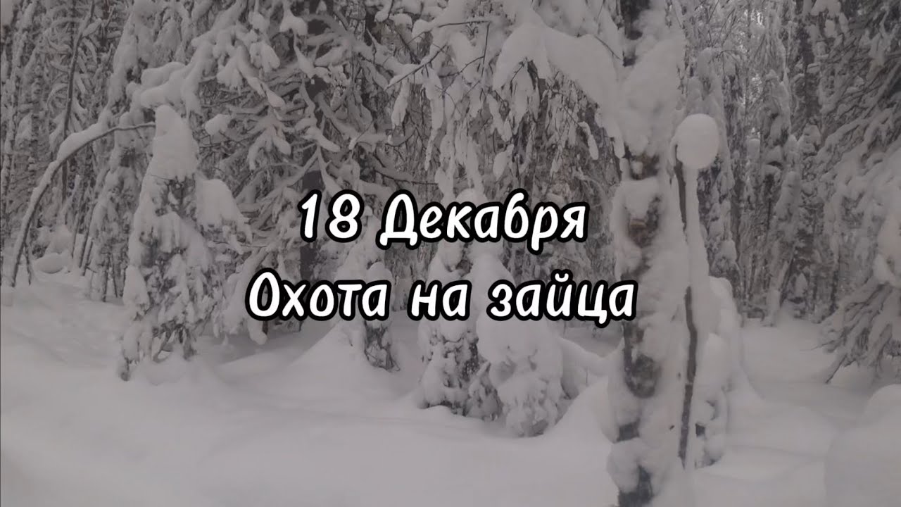 Выход по свежему следу.Валдай честно отработал, заяц проверил нас на выдержку .