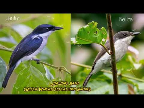 Suara Pikat JingJing Batu Jernih - Black Winged Flycatcher Shrike DURASI 30 MENIT 