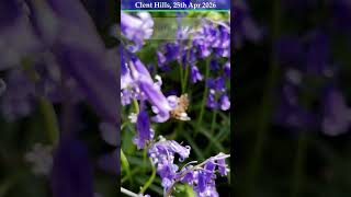 Bluebells in Clent Hills | Spring Walk Through a Sea of Blue | #ukkannadiga