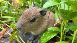 Download Lagu I Found a Baby Capybara (Spare or Consume?) MP3