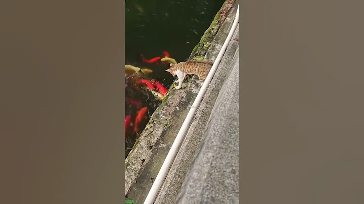 Video 11012221: cat funny farm