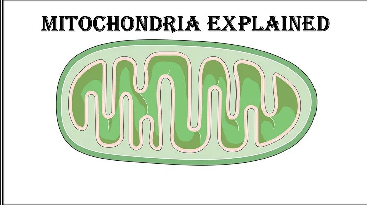 Mitochondria: The Powerhouse of the Cell Explained in 5 Minutes #biology #science #facts #basic