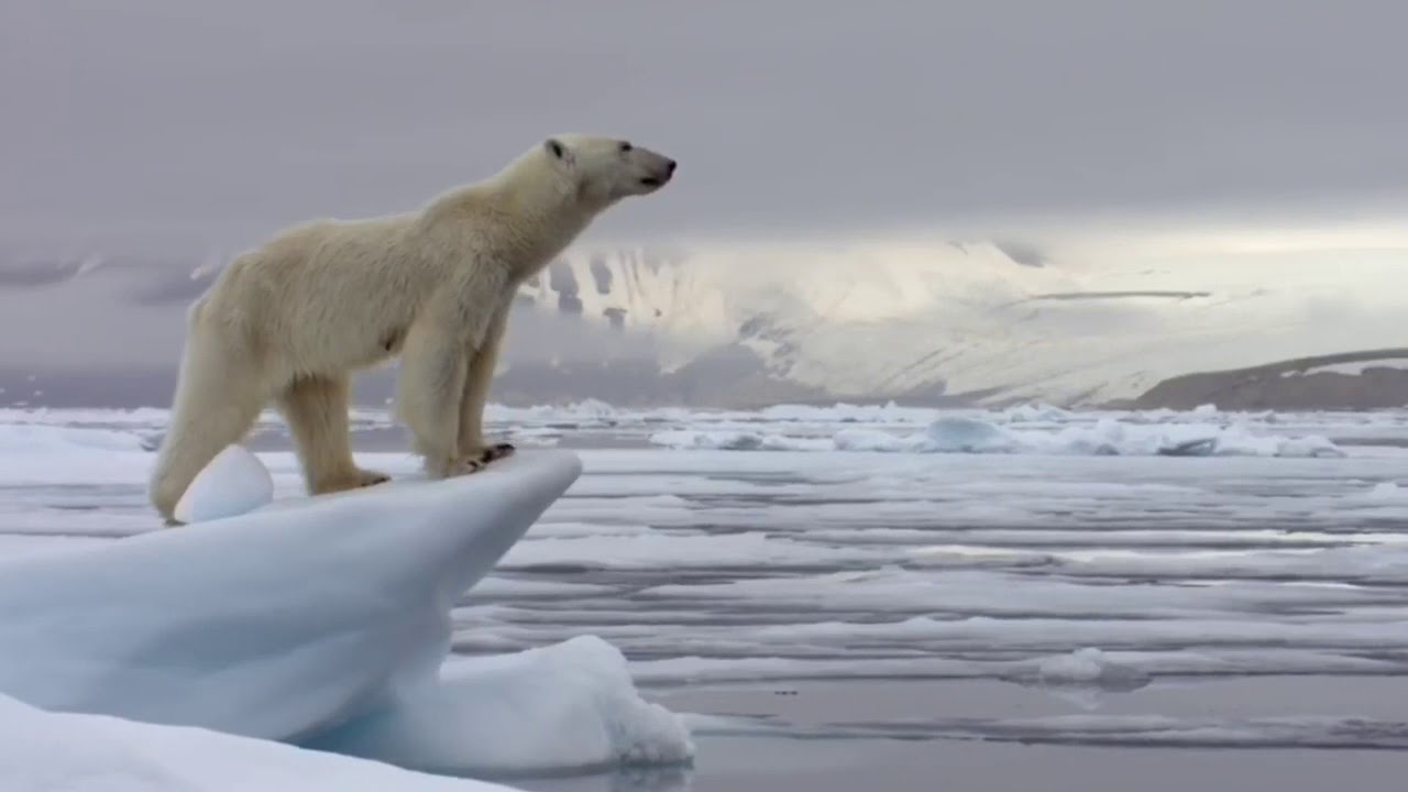 Climate Change Polar Bears YouTube