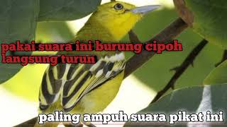 Download Lagu suara pikat burung sirtu dijamin langsung nempel pulut MP3