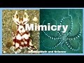Nature's Clever Disguises: The Art of Mimicry in Animals and Plants