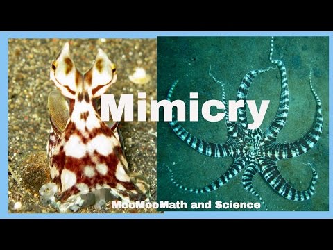 Examples of animal mimicry