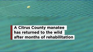 Manatee found with damaged lung returns to the wild @10TampaBay