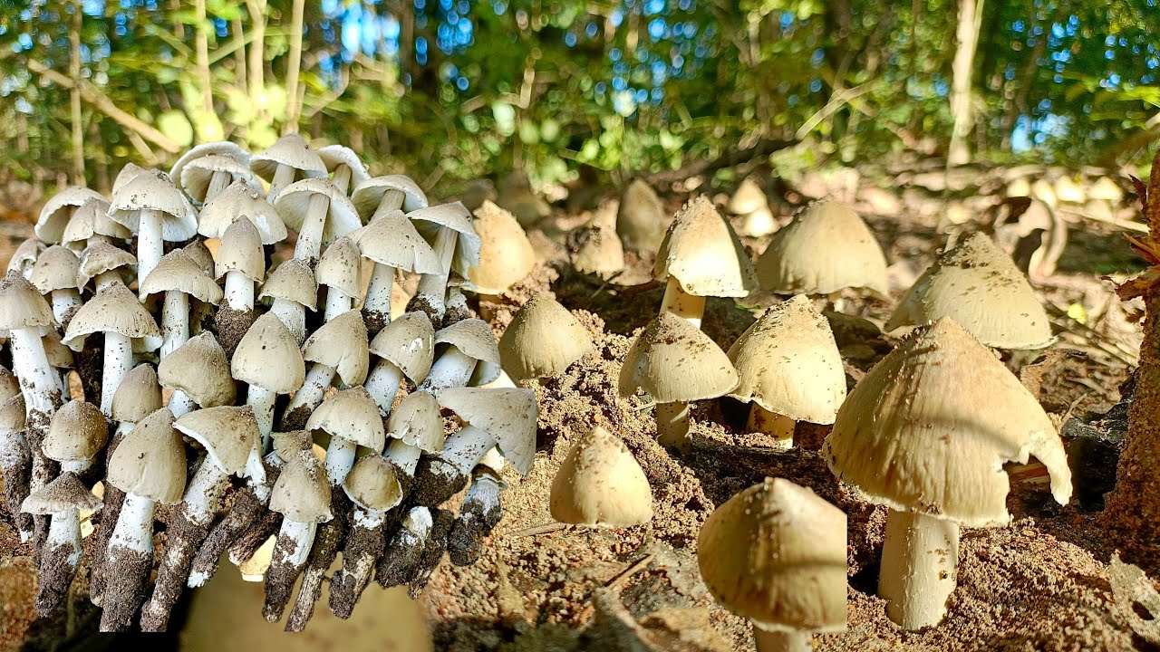 เจอแบบนี้!!แทบช็อคเก็บเห็ดระโงกอยู่ดีๆเจอเห็ดปลวกหมู่อย่างใหญ่หมานอะไรขนาดนี้15/11/68