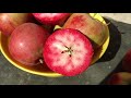 Красномясая яблоня Байя Мариса. Сорт, который стоит внимания! Обзор от питомника Макси Сад