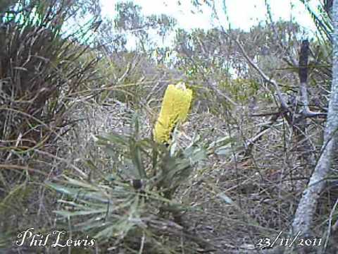 Honey Possum Tarsipes rostratus Cheynes Beach