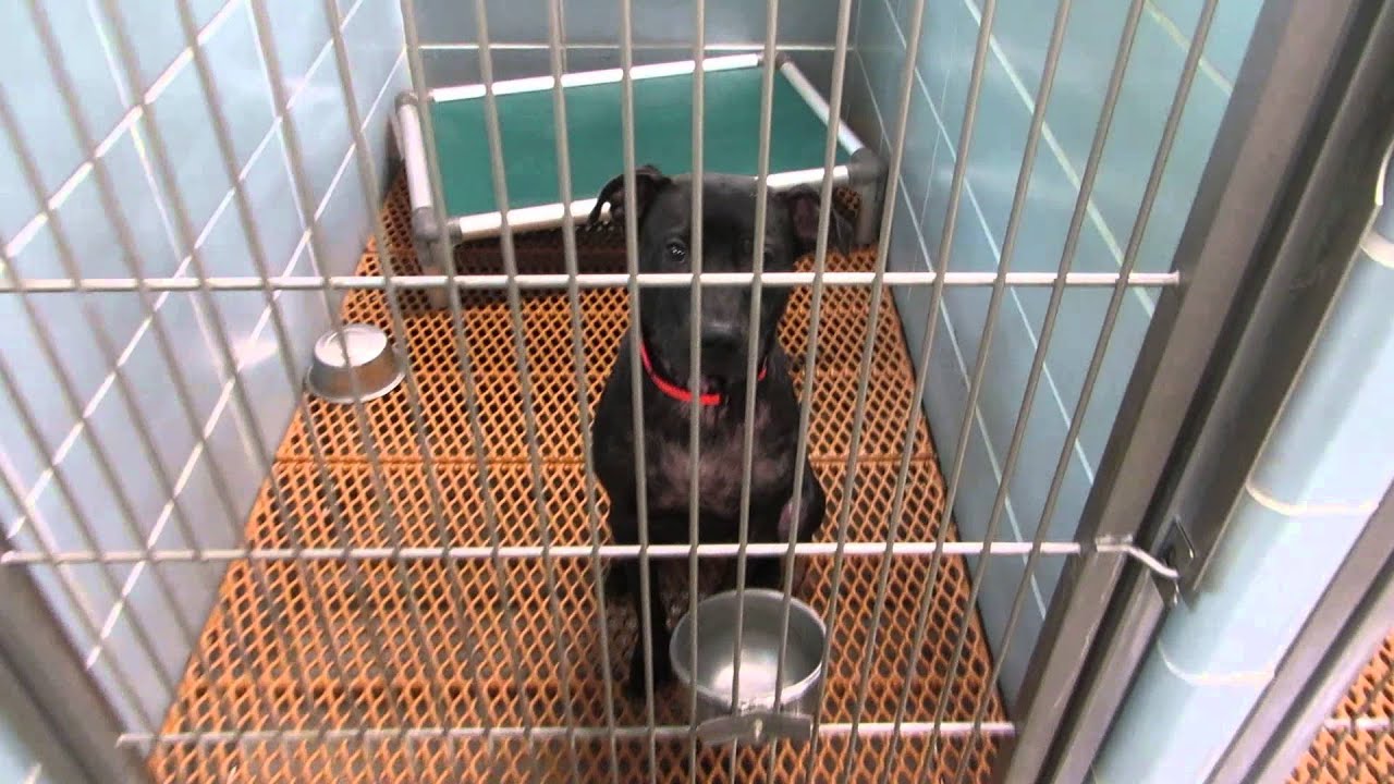 Pinellas County Shelter available animals for adoption 6