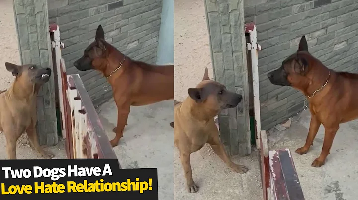 Two dogs can't figure out if they love each other or hate each other - DayDayNews