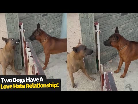 Two dogs can't figure out if they love each other or hate each other