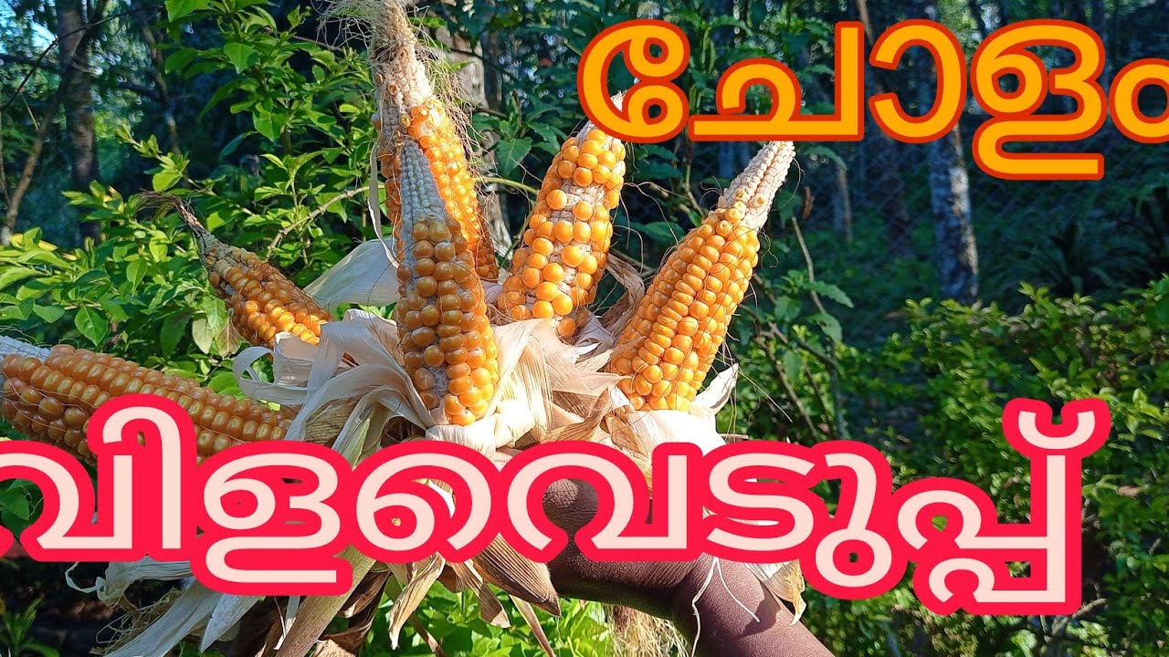 ചോളം നമുക്ക് വിളവെടുക്കാം( Cholam Krishi || Corn cultivation) - YouTube