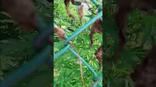 Plants Outdoor