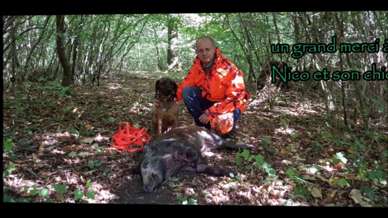 battue sanglier 2018/2019 gros debut de saison, 100% action