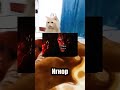 Хочешь? #рек #рекомендации #выбери #кот #котик #shorts #tiktok #собака