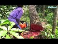 Tebang Pohon Mahoni Part 2 - STIHL MS 382