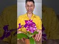 Стрептокарпус нашей селекции DS-Калейдоскоп #стрептокарпусы