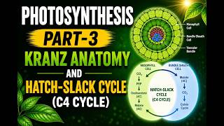 Kranz Anatomy and C4 Cycle in Detail | Hatch-Slack Pathway | Photosynthesis Part-3