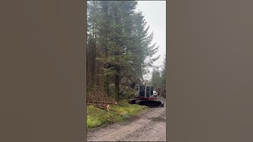 Grizedale Forest Thinning: Precision Tree Felling