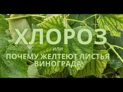 Видео: Что вызывает хлороз винограда: варианты лечения хлороза винограда