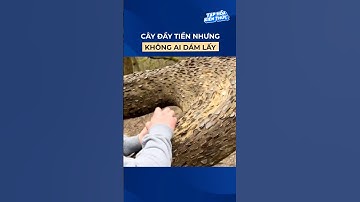 Cây đầy tiền nhưng không ai dám lấy #shorts