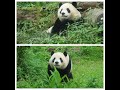 20231027 喜見滿園蝴蝶飛 圓寶神情好陶醉(節錄) Giant Panda Yuan Bao