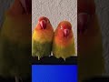 Lovebirds singing in their sleep