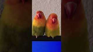 Lovebirds singing in their sleep