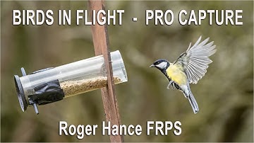 Birds in Flight - Pro Capture and the Olympus EM1 MkIII