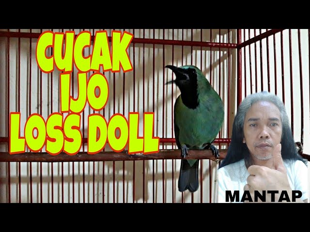 SUARA PIKAT CUCAK IJO GACOR DOR class=