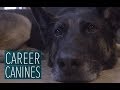 Wounded warrior dog helps Army sergeant return home from Afghanistan - 'Career Canines' S1 E1