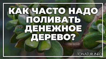 Как часто надо поливать денежное дерево? | toNature.Info