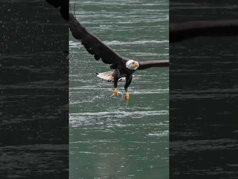 Eagle Hunt @NatGeo