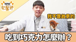 【柴犬抖宅大人】問問宅醫師EP14狗狗吃到巧克力怎麼辦