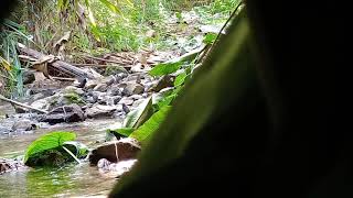 tiếng chim héc đen gọi bầy đẳng cấp ăn chim