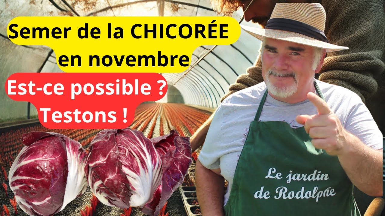Le SECRET pour avoir de la CHICORÉE FRAICHE tout l'hiver (révélé dans cette vidéo)