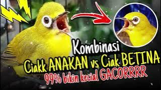 Kombinasi Ciak Kecial Kuning BETINA DAN ANAKAN‼️Ampuh Pancing Kecial Joss GACOR✅