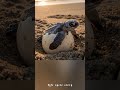 The story of the turtle