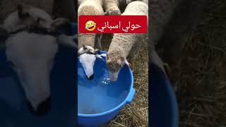 حولي اسباني 🤣 خروف اسباني في سوق مغربي #عيد_الاضحى_المغرب