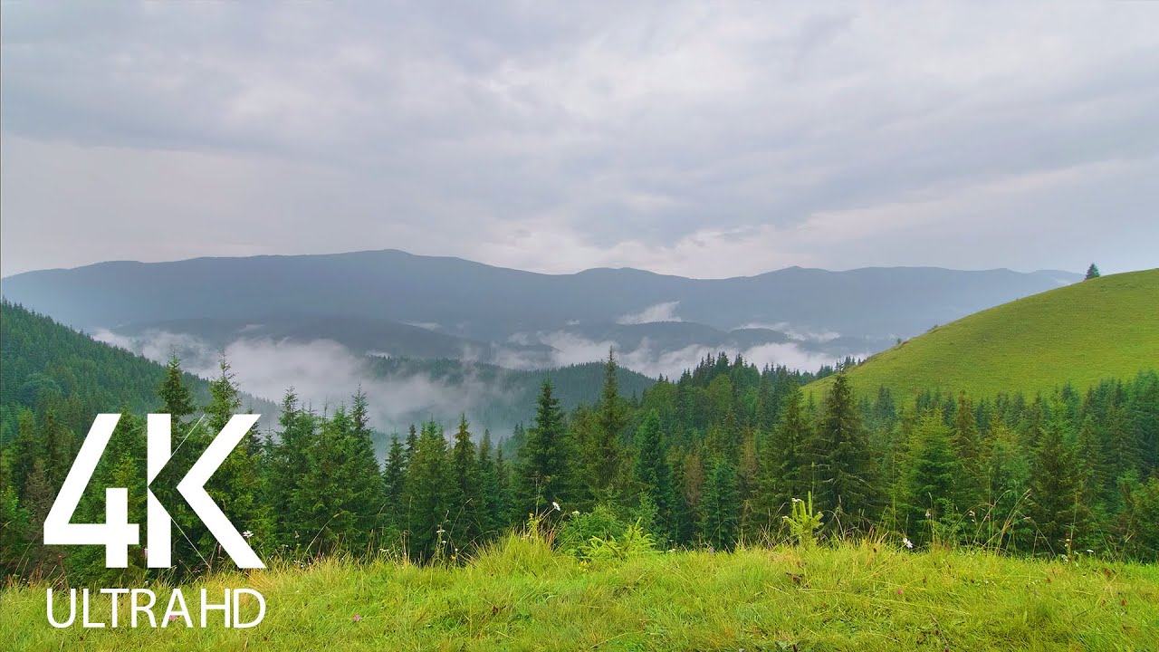 8HRS of Birds Singing and Sounds of Rain and Thunderstorm - Rain in the Carpathian Mountains 4K UHD