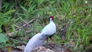 Silver Pheasant Lophura Nycthemera Khao Yai, Thailand